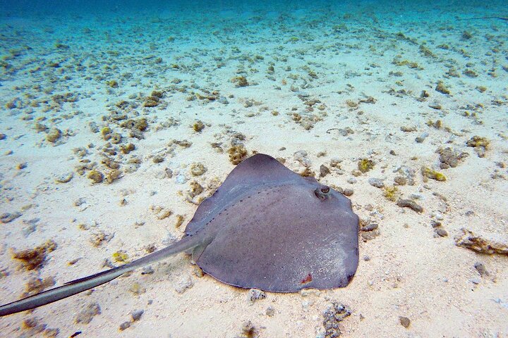 Disfruta de un tour marino de día completo en San Andrés con snorkel, música y hermosos paisajes costeros, foto 27 | wizardtrip