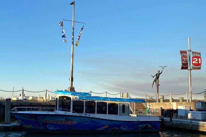 Delfine schwimmen in der Galveston Bay während einer malerischen Bootstour, Foto 9 | wizardtrip