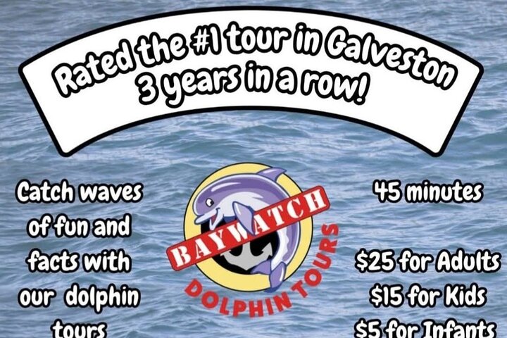 Delfine schwimmen in der Galveston Bay während einer malerischen Bootstour, Foto 10 | wizardtrip