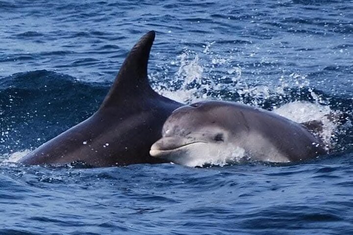 Delfine schwimmen in der Galveston Bay während einer malerischen Bootstour, Foto 13 | wizardtrip