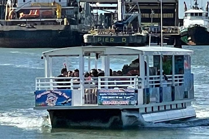 Delfine schwimmen in der Galveston Bay während einer malerischen Bootstour, Foto 14 | wizardtrip