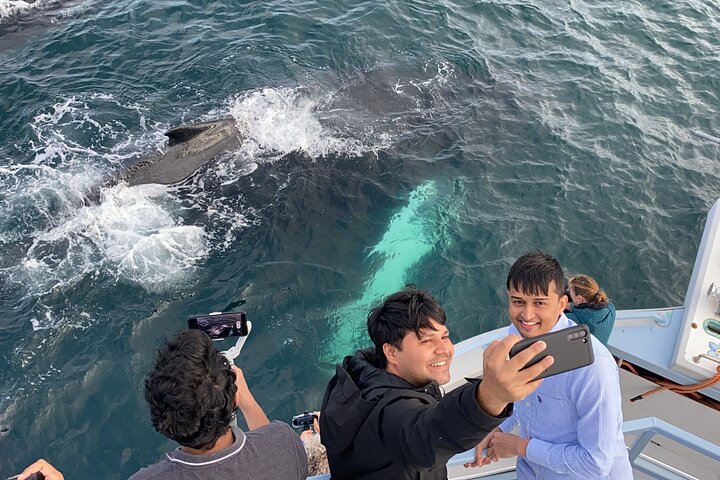 Guided Whale and Bird Boat Tour in Bay Bulls | wizardtrip