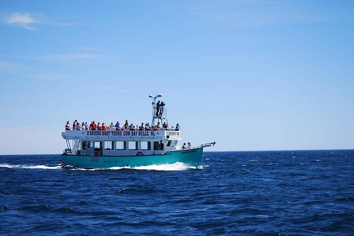 Excursion en bateau pour observer baleines et oiseaux marins à Bay Bulls, Terre-Neuve-et-Labrador, Canada, photo 6 | wizardtrip