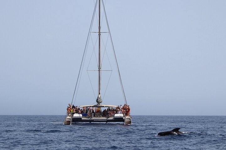 Katamarantur på Fuerteventura med delfinsafari, bading og bespisning om bord, foto 7 | wizardtrip
