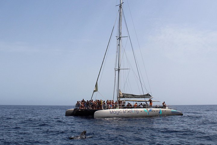 Katamarantur på Fuerteventura med delfinsafari, bading og bespisning om bord, foto 8 | wizardtrip