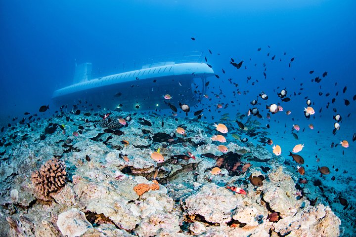 Ubåttur på Maui som utforsker undervanns marint liv og et forlist skip utenfor Lahaina, foto 7 | wizardtrip