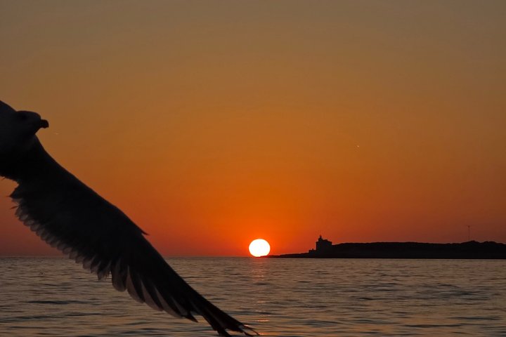 プーラ発の夜のボートツアー、イルカウォッチング、夕日、ブリユニ国立公園でのディナー、写真9 | wizardtrip
