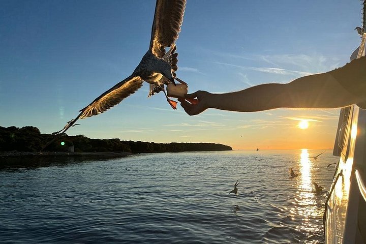 プーラ発の夜のボートツアー、イルカウォッチング、夕日、ブリユニ国立公園でのディナー、写真33 | wizardtrip