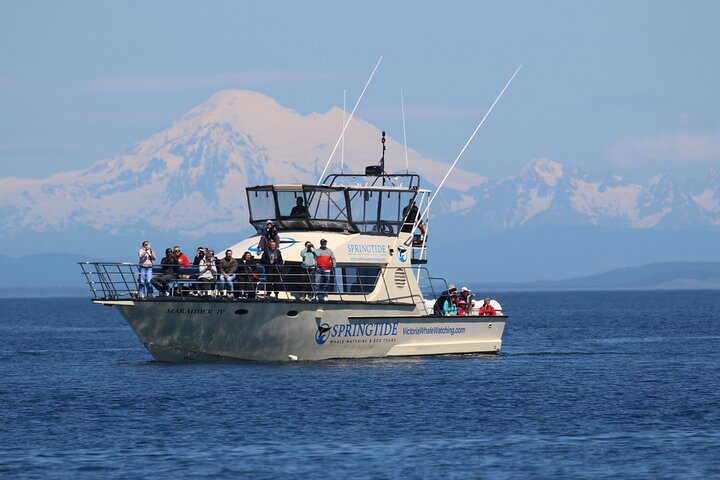 Victoria Whale Watching Adventure | wizardtrip