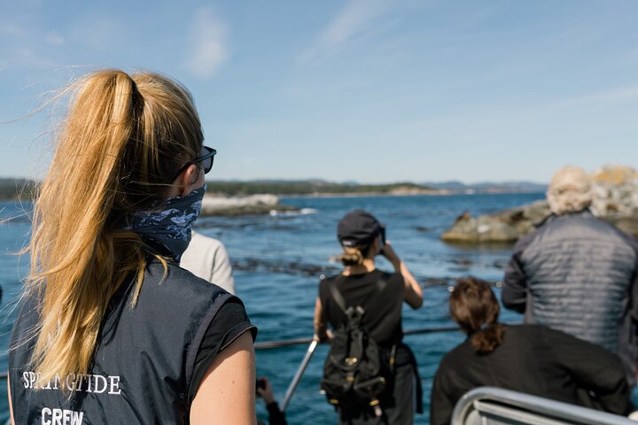 Excursion d'observation des baleines à Victoria, Canada, observation de la faune marine depuis un bateau, photo 6 | wizardtrip