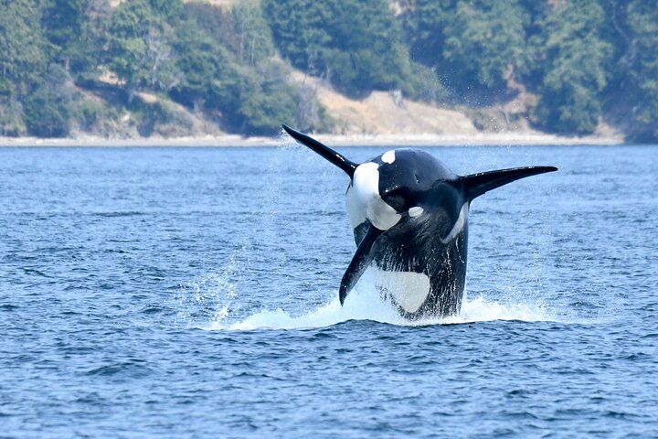 Excursion d'observation des baleines à Victoria, Canada, observation de la faune marine depuis un bateau, photo 7 | wizardtrip