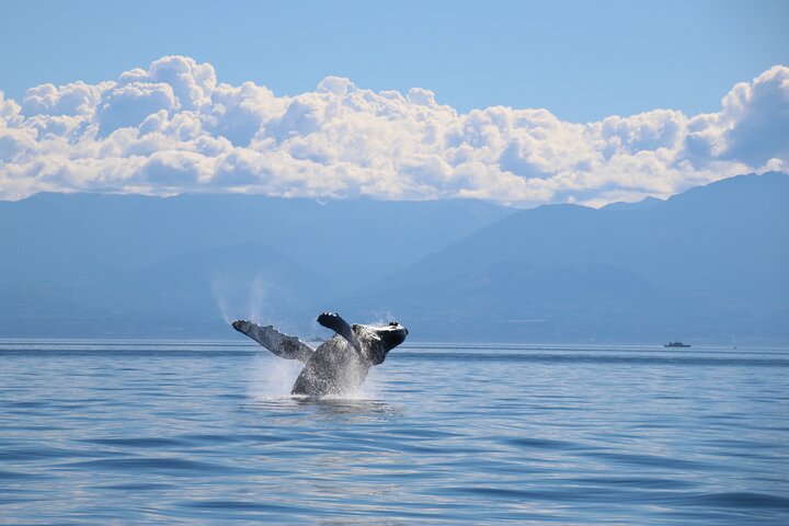 Excursion d'observation des baleines à Victoria, Canada, observation de la faune marine depuis un bateau, photo 8 | wizardtrip