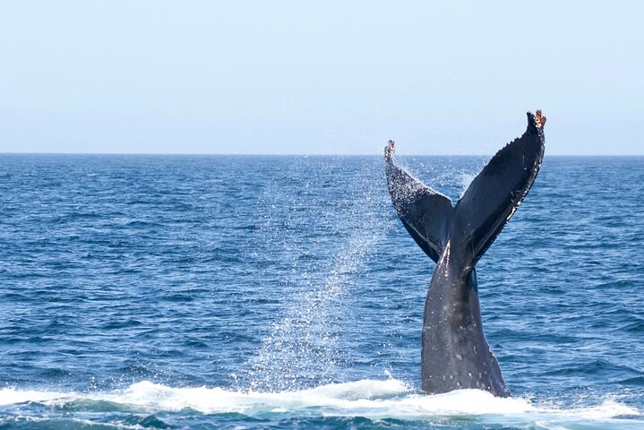 Excursion d'observation des baleines à Victoria, Canada, observation de la faune marine depuis un bateau, photo 10 | wizardtrip