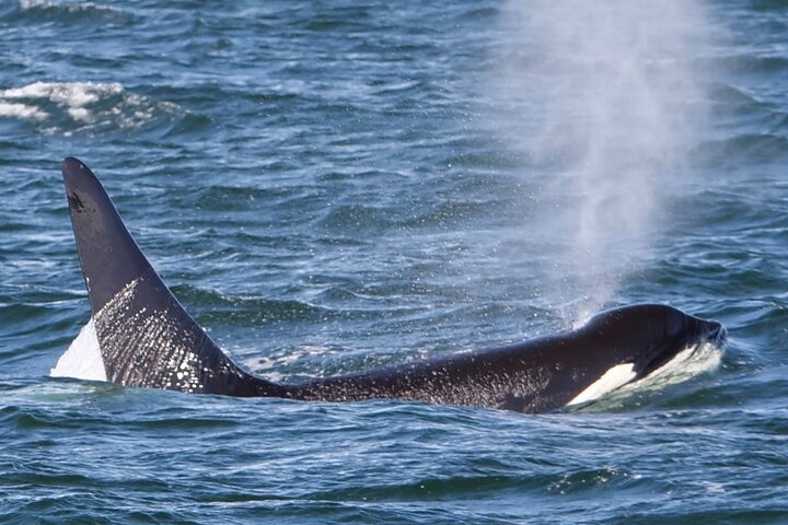 Excursion d'observation des baleines à Victoria, Canada, observation de la faune marine depuis un bateau, photo 11 | wizardtrip