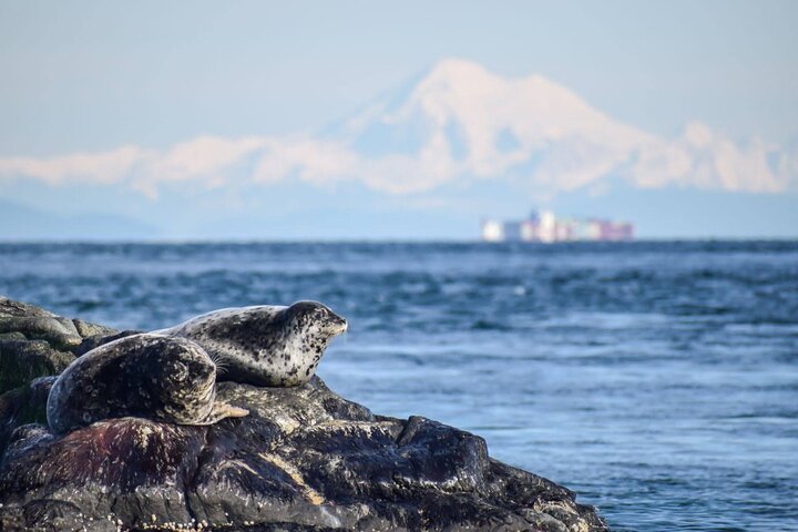 Excursion d'observation des baleines à Victoria, Canada, observation de la faune marine depuis un bateau, photo 12 | wizardtrip