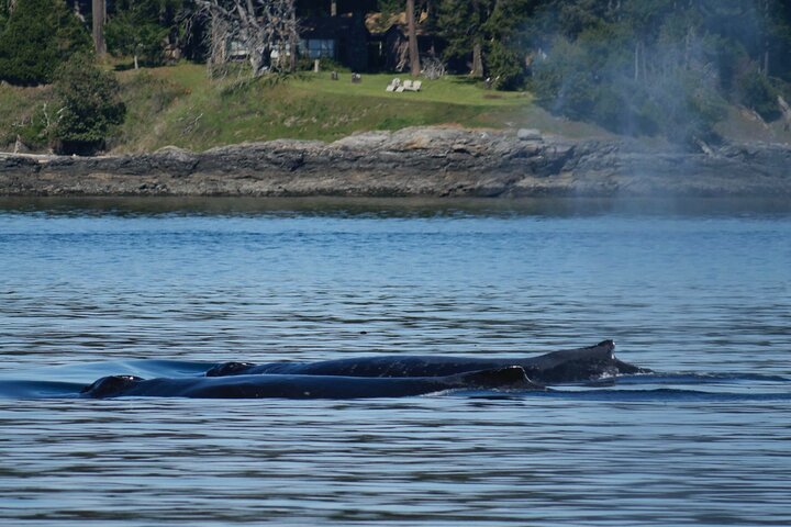 Excursion d'observation des baleines à Victoria, Canada, observation de la faune marine depuis un bateau, photo 13 | wizardtrip