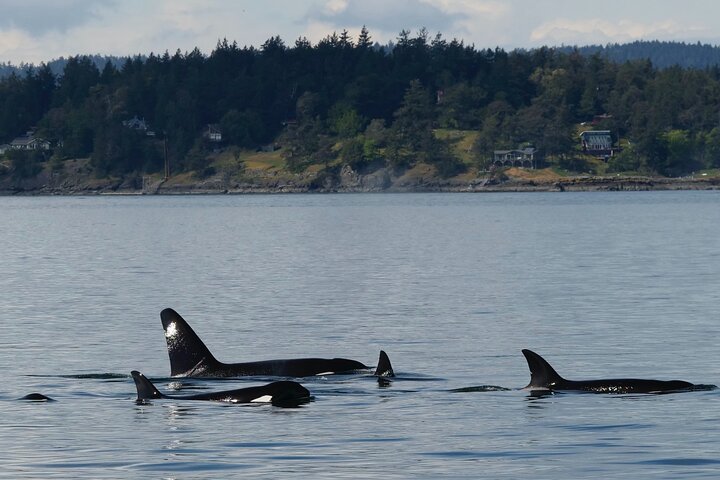 Excursion d'observation des baleines à Victoria, Canada, observation de la faune marine depuis un bateau, photo 14 | wizardtrip