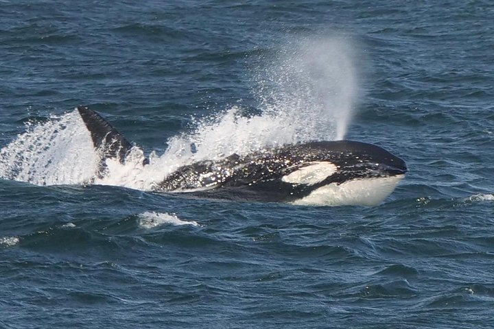 Excursion d'observation des baleines à Victoria, Canada, observation de la faune marine depuis un bateau, photo 16 | wizardtrip