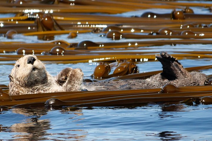 Excursion d'observation des baleines à Victoria, Canada, observation de la faune marine depuis un bateau, photo 17 | wizardtrip