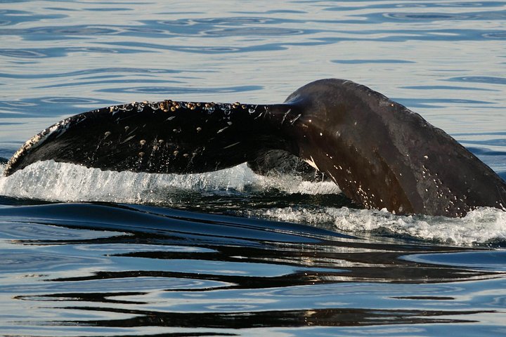 Excursion d'observation des baleines à Victoria, Canada, observation de la faune marine depuis un bateau, photo 19 | wizardtrip