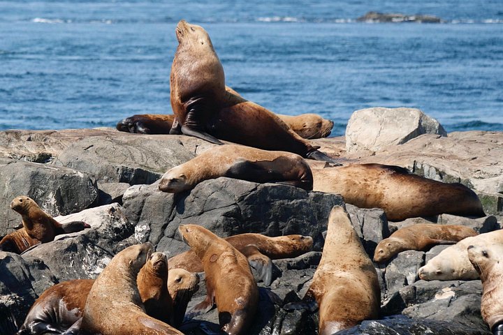 Excursion d'observation des baleines à Victoria, Canada, observation de la faune marine depuis un bateau, photo 21 | wizardtrip