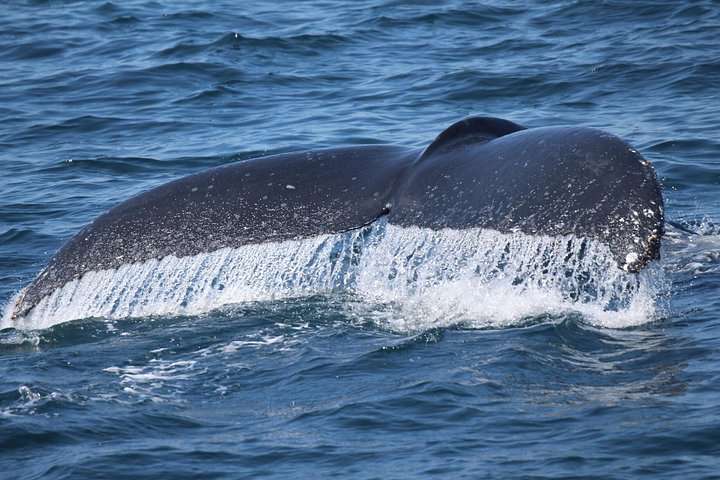 Excursion d'observation des baleines à Victoria, Canada, observation de la faune marine depuis un bateau, photo 22 | wizardtrip