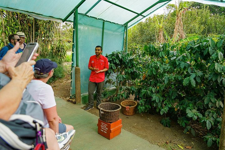 Turister lærer om produksjon av kaffe, sjokolade og sukkerrør i Monteverde, Costa Rica, foto 15 | wizardtrip