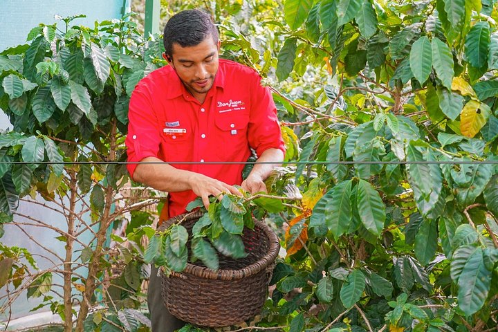 Turister lærer om produksjon av kaffe, sjokolade og sukkerrør i Monteverde, Costa Rica, foto 16 | wizardtrip