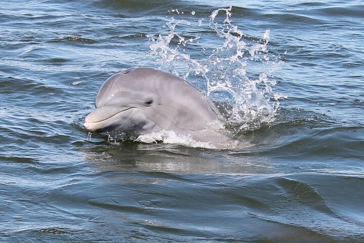 Cocoa Beach Dolphin and Wildlife Tour | wizardtrip