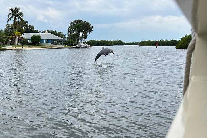 Excursion nature et faune à travers les îles de mangrove de Cocoa Beach, Floride, photo 6 | wizardtrip