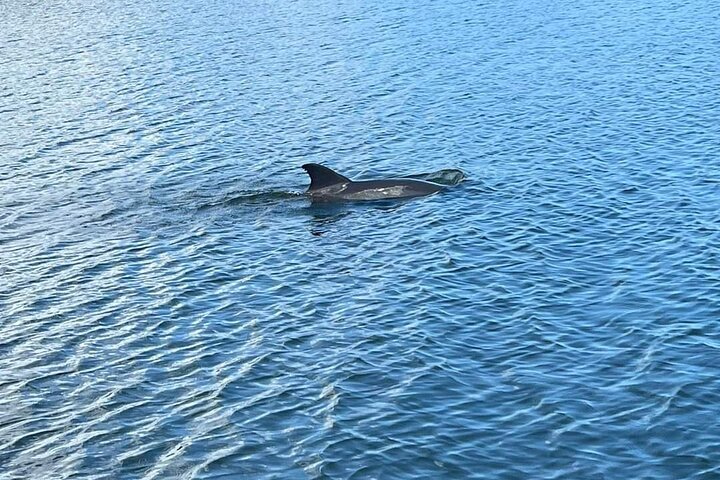 Excursion nature et faune à travers les îles de mangrove de Cocoa Beach, Floride, photo 11 | wizardtrip