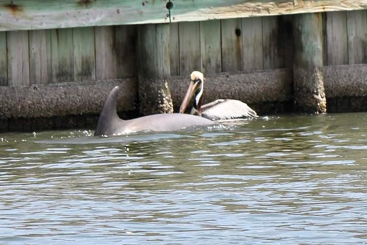 Excursion nature et faune à travers les îles de mangrove de Cocoa Beach, Floride, photo 12 | wizardtrip