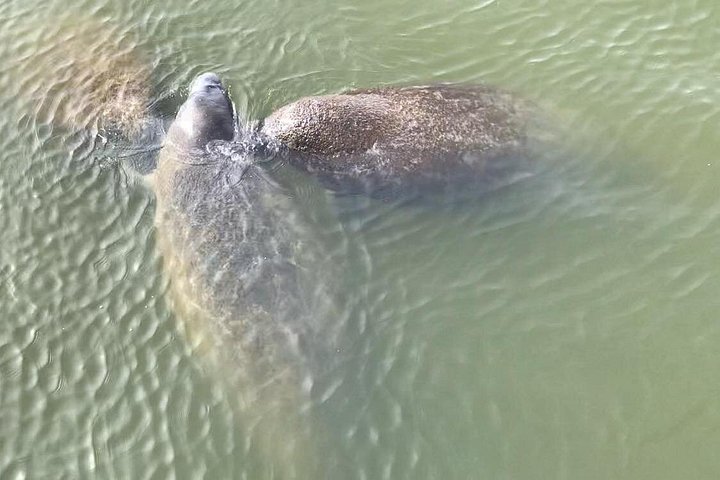 Excursion nature et faune à travers les îles de mangrove de Cocoa Beach, Floride, photo 18 | wizardtrip