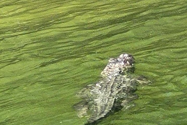 Excursion nature et faune à travers les îles de mangrove de Cocoa Beach, Floride, photo 24 | wizardtrip
