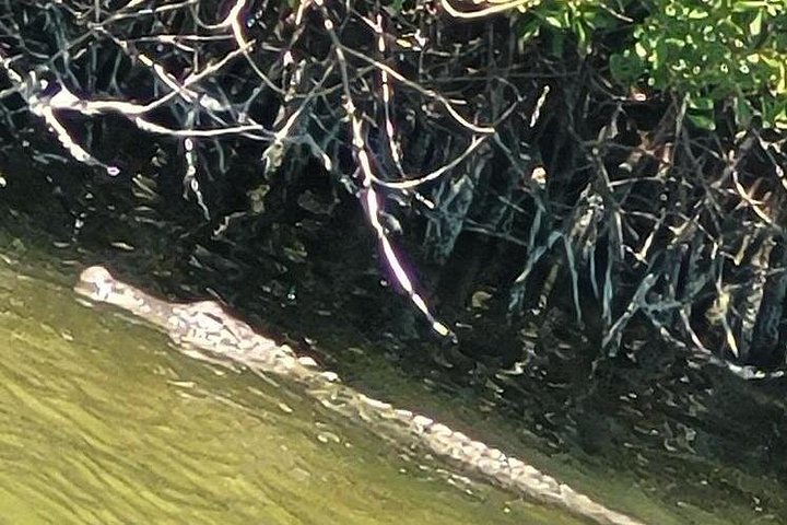 Excursion nature et faune à travers les îles de mangrove de Cocoa Beach, Floride, photo 25 | wizardtrip