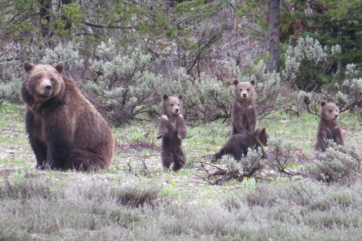 Yellowstone National Park - Full-Day Lower Loop Tour from Jackson | wizardtrip
