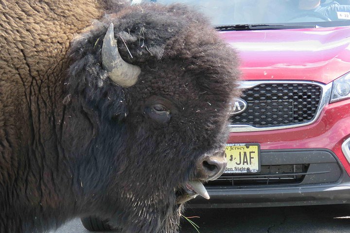 Heldagstur i Yellowstone og Grand Teton nasjonalparker fra Jackson, med geysirer, fossefall og dyreliv, foto 6 | wizardtrip