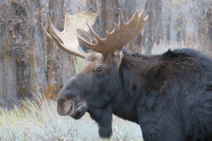Heldagstur i Yellowstone og Grand Teton nasjonalparker fra Jackson, med geysirer, fossefall og dyreliv, foto 9 | wizardtrip