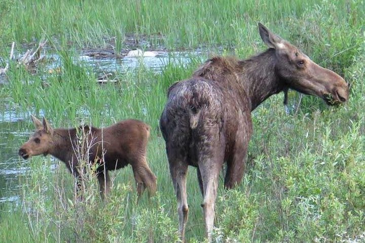 Heldagstur i Yellowstone og Grand Teton nasjonalparker fra Jackson, med geysirer, fossefall og dyreliv, foto 11 | wizardtrip