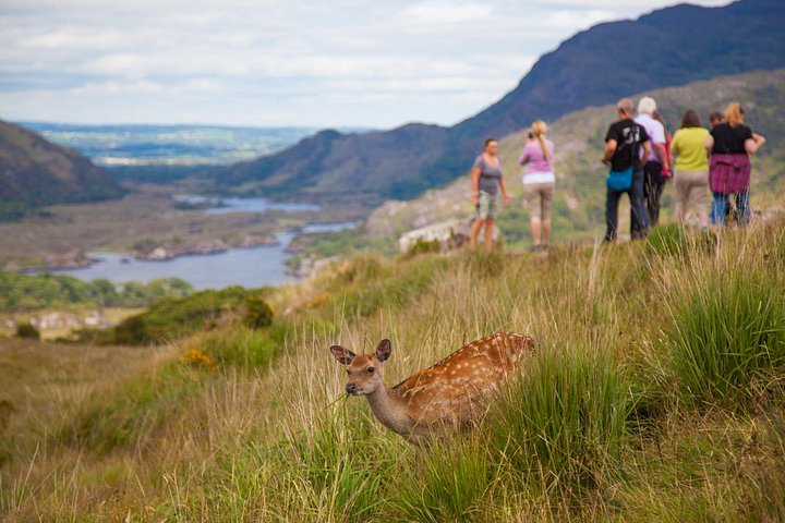 Naturskøn bustur på Ring of Kerry og Killarney Nationalpark i Irland, foto 13 | wizardtrip