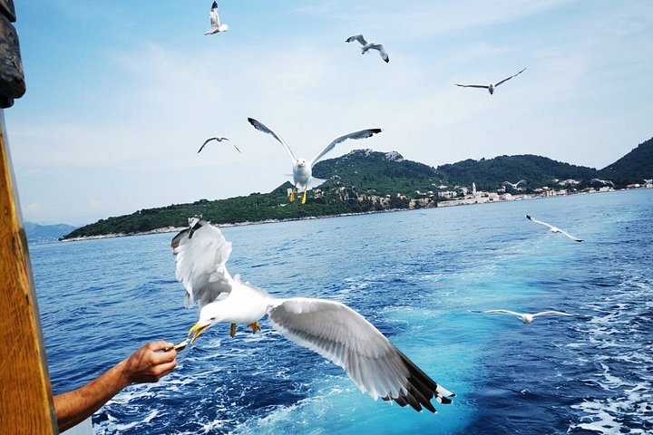 Cruzeiro de barco de dia inteiro às Ilhas Elaphiti a partir de Dubrovnik com almoço, bebidas e natação, foto 49 | wizardtrip