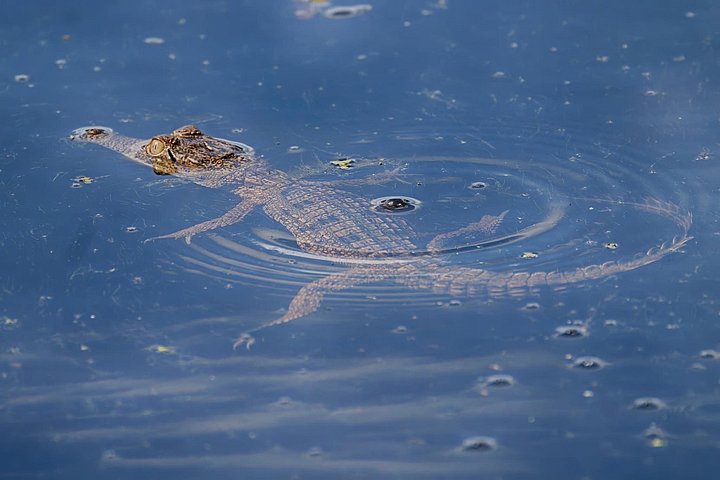 Springkrokodil-Kreuzfahrt und Wildtiertour in Darwin, Australien, Foto 9 | wizardtrip
