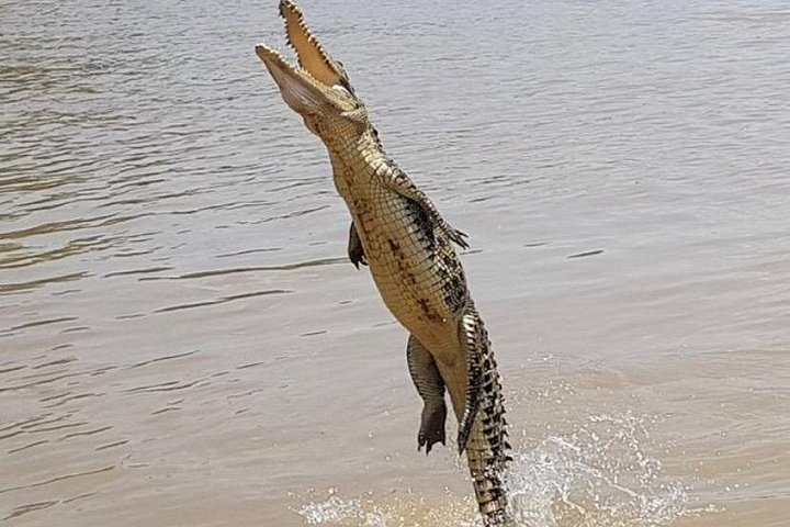 Springkrokodil-Kreuzfahrt und Wildtiertour in Darwin, Australien, Foto 17 | wizardtrip