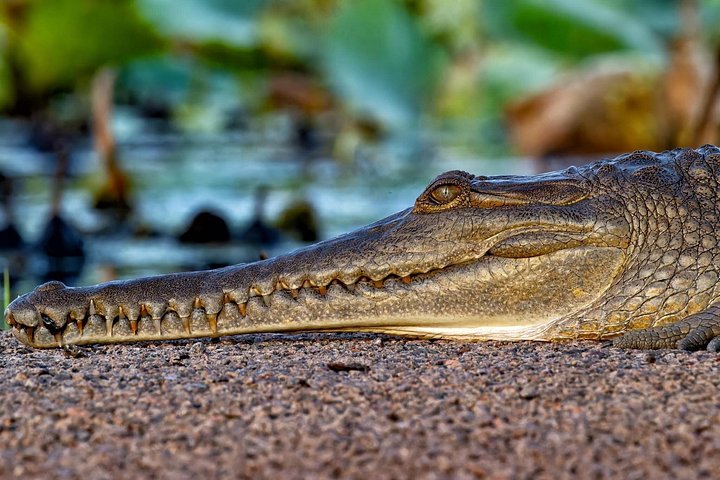 Springkrokodil-Kreuzfahrt und Wildtiertour in Darwin, Australien, Foto 21 | wizardtrip
