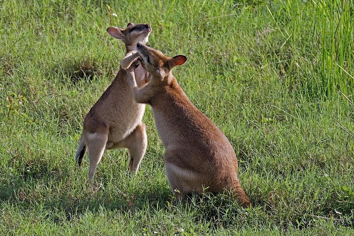 Springkrokodil-Kreuzfahrt und Wildtiertour in Darwin, Australien, Foto 22 | wizardtrip