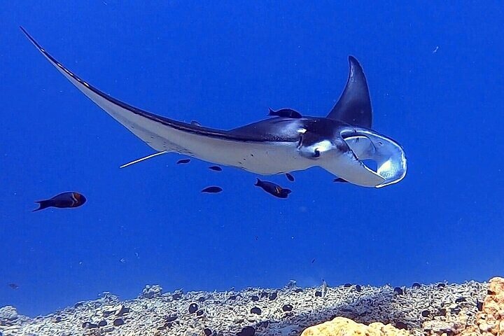 Nat-snorkel med Manta Rays på Big Island, Hawaii, foto 6 | wizardtrip