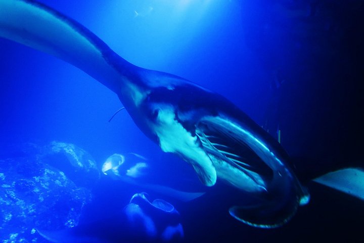 Nat-snorkel med Manta Rays på Big Island, Hawaii, foto 8 | wizardtrip