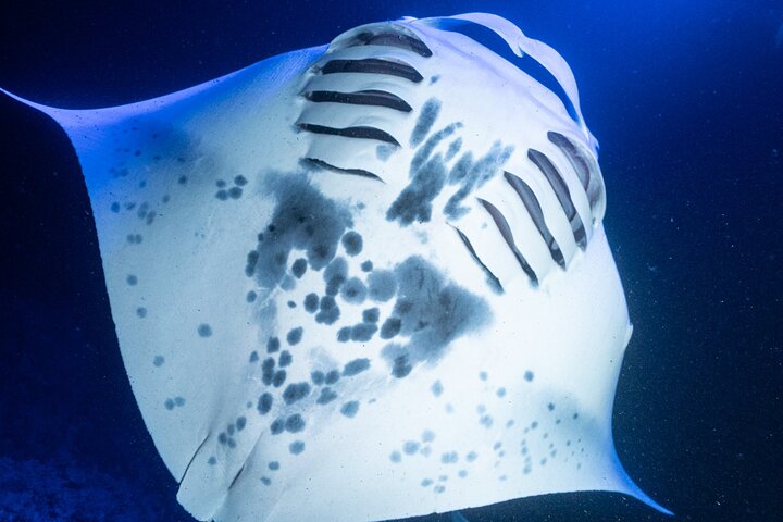 Nat-snorkel med Manta Rays på Big Island, Hawaii, foto 9 | wizardtrip