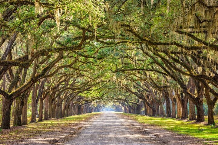 1-stündige Bonaventure Cemetery Golf Cart geführte Tour in Savannah | wizardtrip