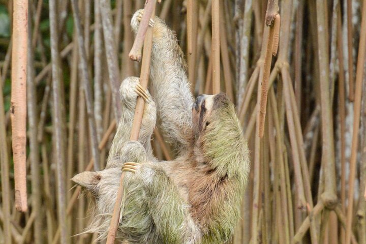 Kajak- och djungeltur i Costa Rica för att se sengångare och vilda djur, foto 6 | wizardtrip
